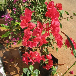 Beautiful beautiful flowers blooming
