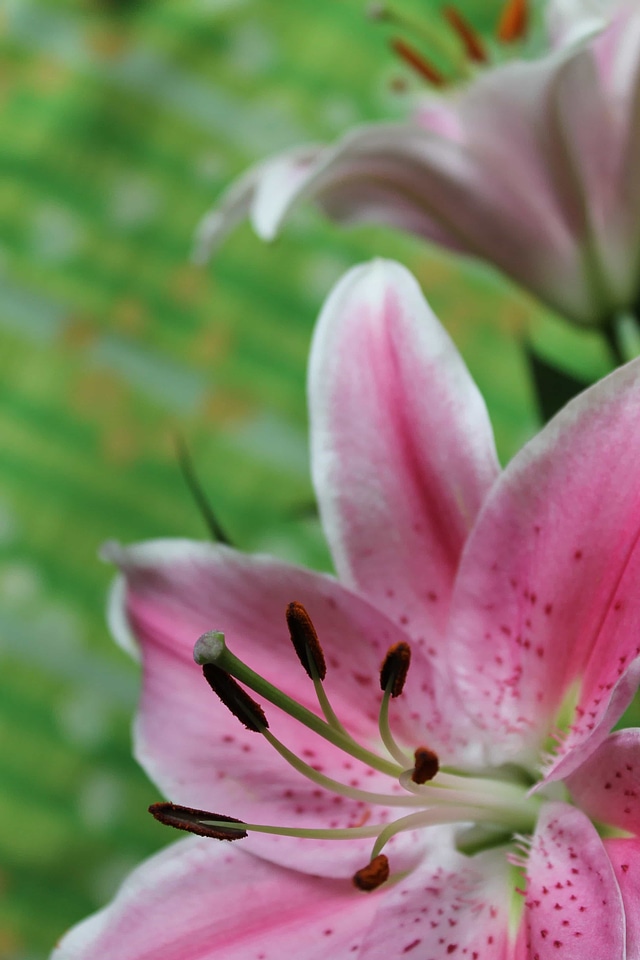 Beautiful beautiful flowers bloom