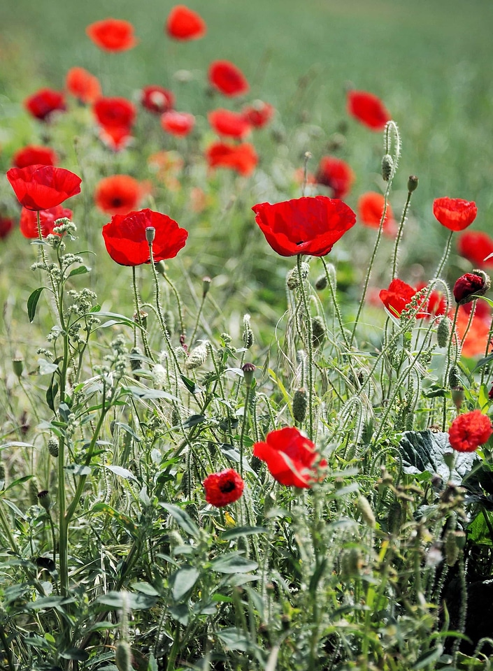 Agriculture beautiful flowers bloom