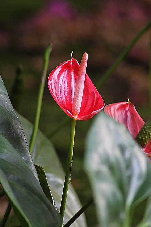 Beautiful Flowers blooming blossom photo