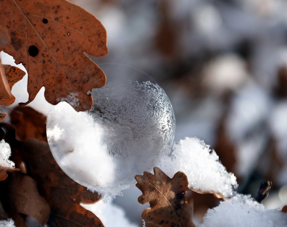 Branch cold detail