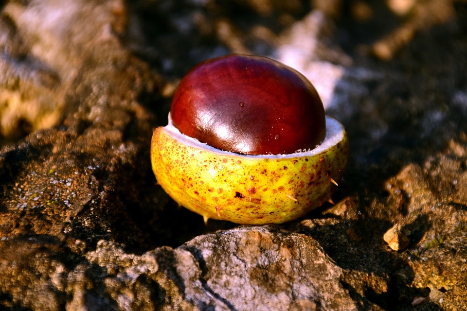 Autumn autumn season beautiful photo