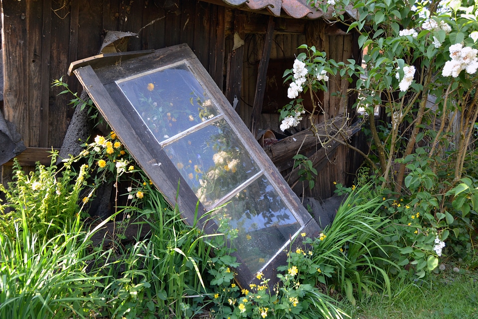 Still life garden wild