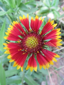 Agriculture beautiful beautiful flowers