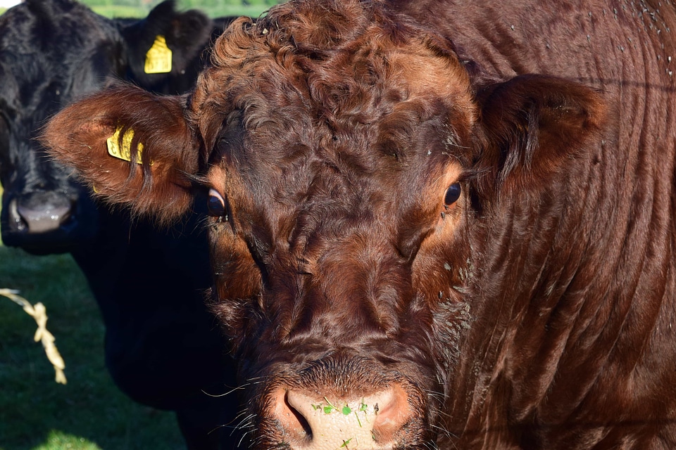 Agriculture animal beef