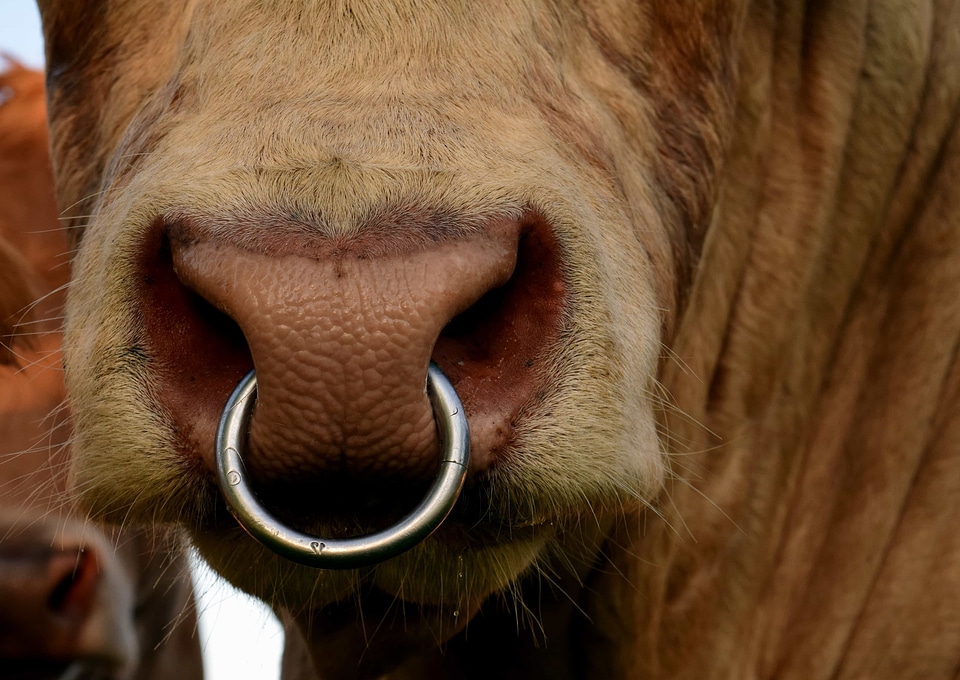 Animal bovine bull