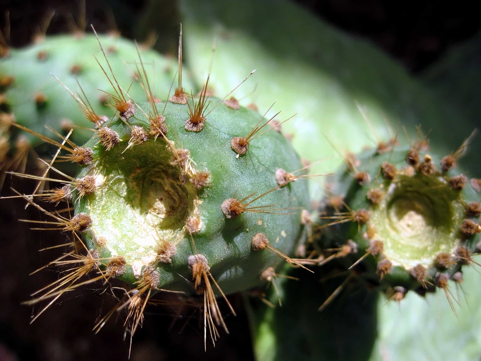 Cactus desert flora