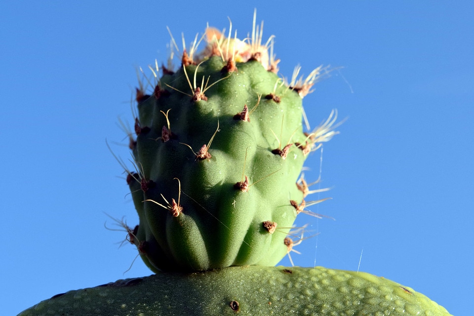 Cactus desert flora