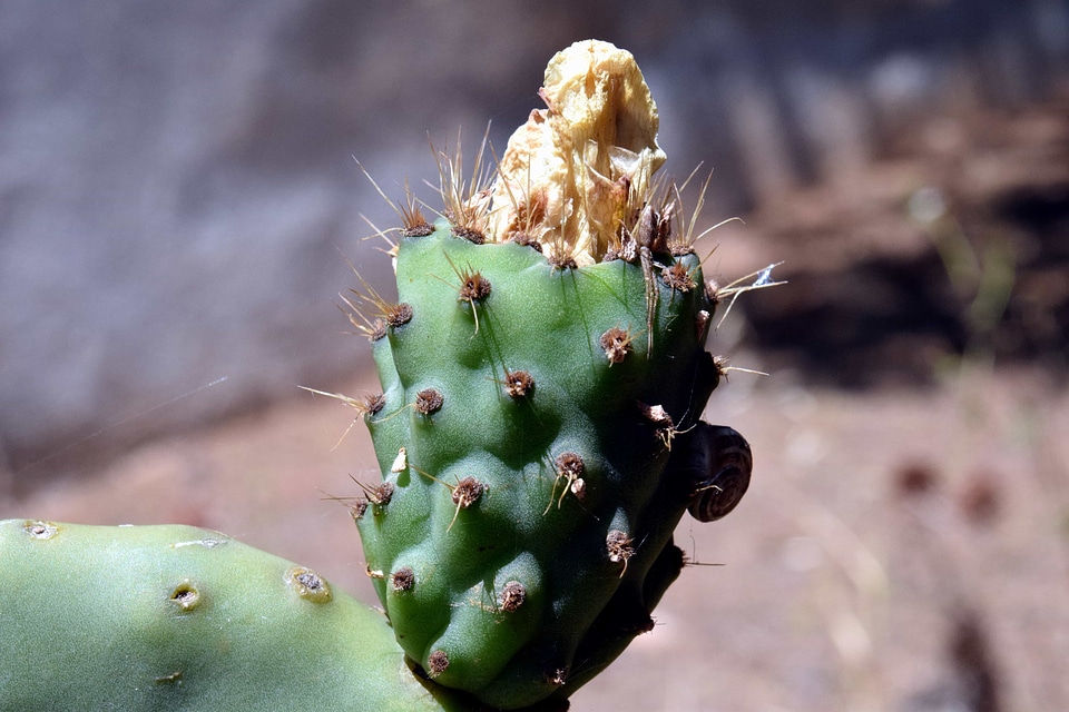 Cactus daylight desert