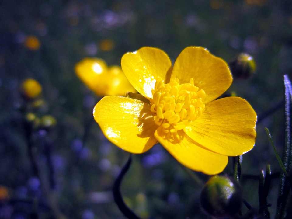 Beautiful Flowers blooming blossom