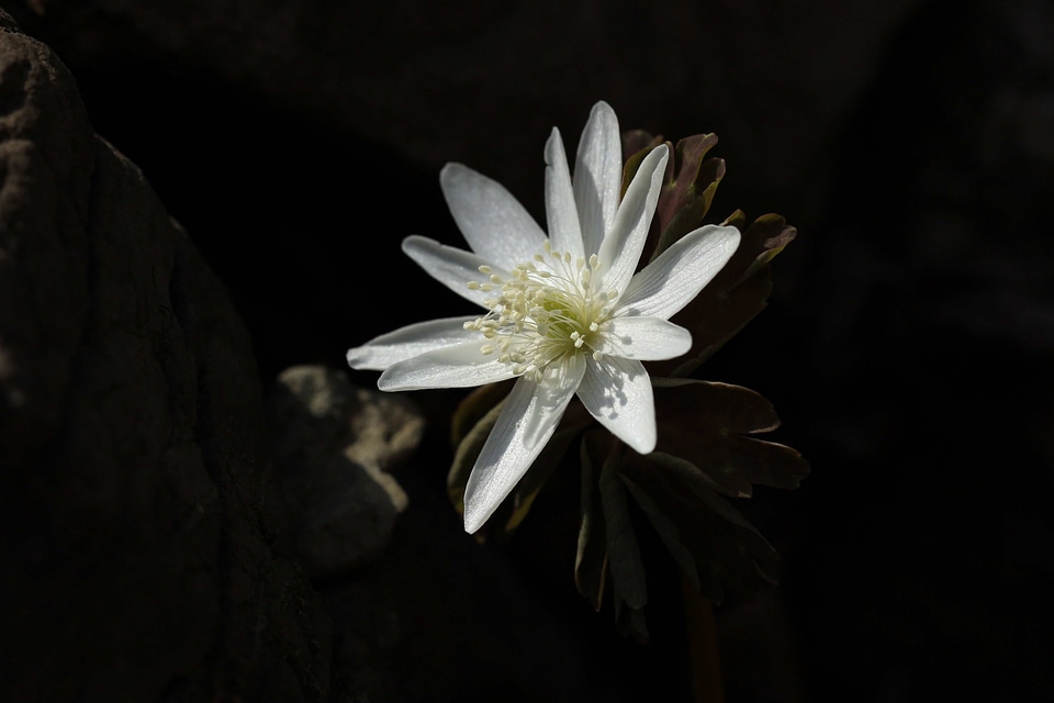 Beautiful Flowers beautiful image beautiful photo