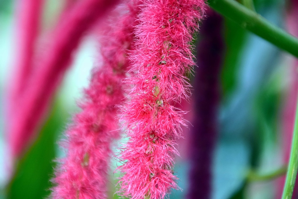 Beautiful Flowers blooming blossom