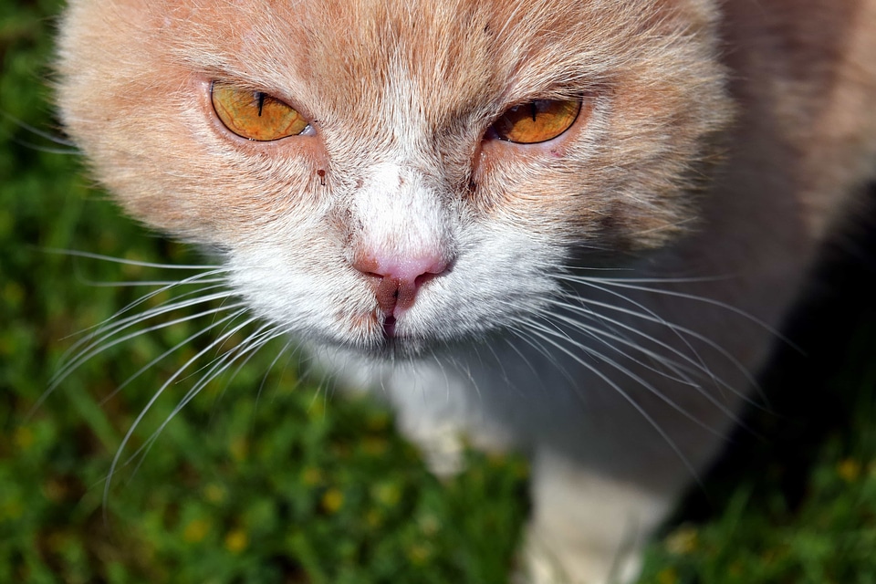 Adorable animal cat