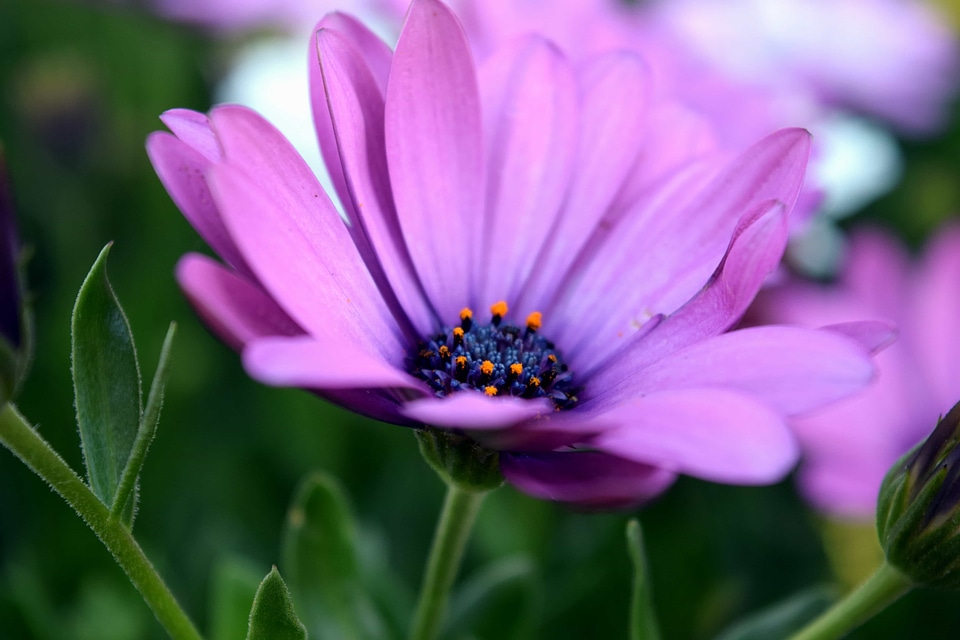 Beautiful Flowers blooming blossom