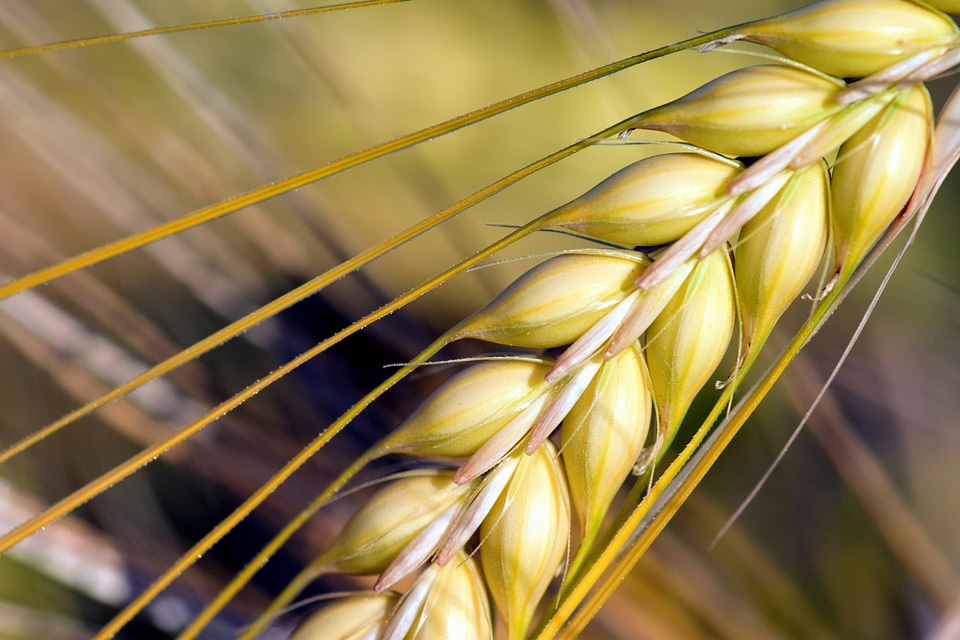 Agriculture cereal diet