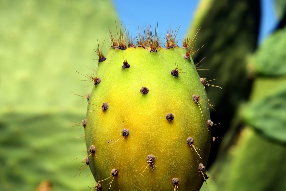 Cactus desert flora