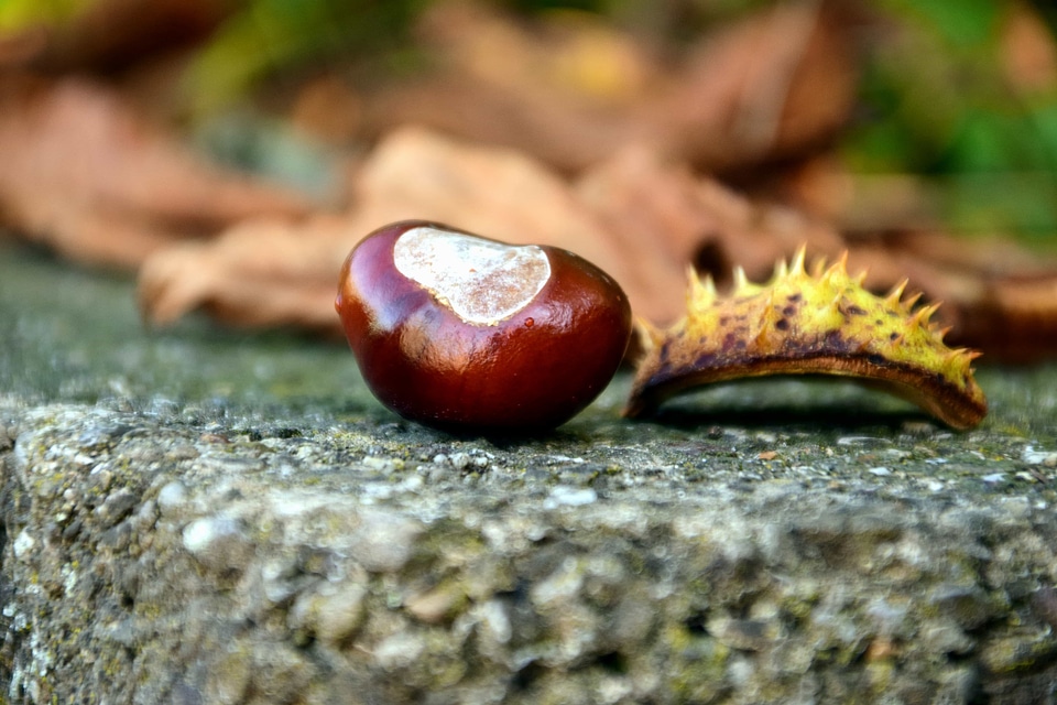 Autumn autumn season brown