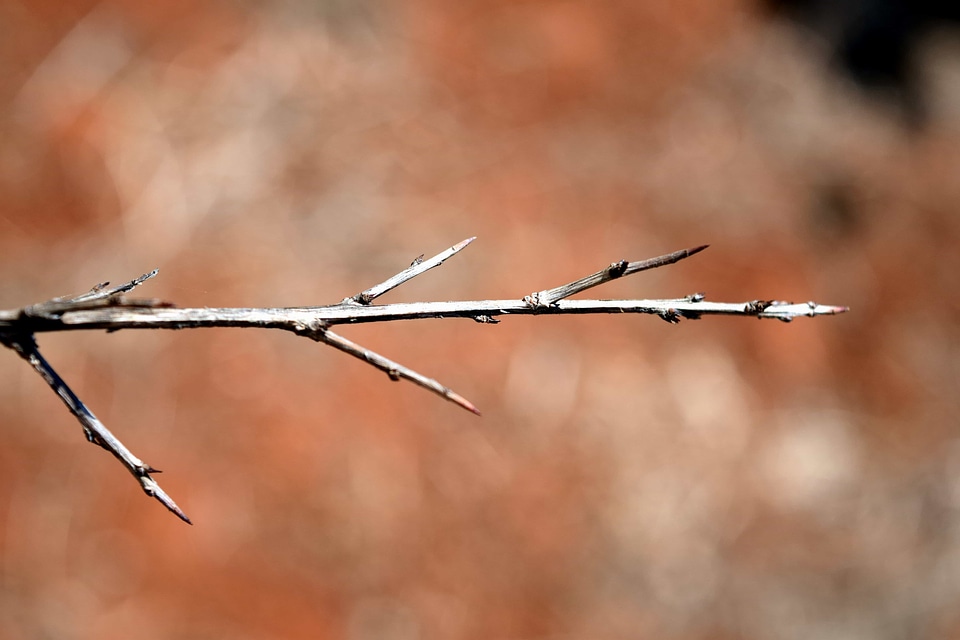 Branch landscape nature