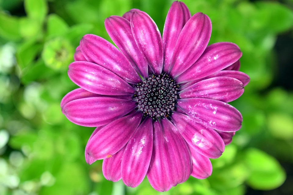 Beautiful Flowers beautiful photo blooming