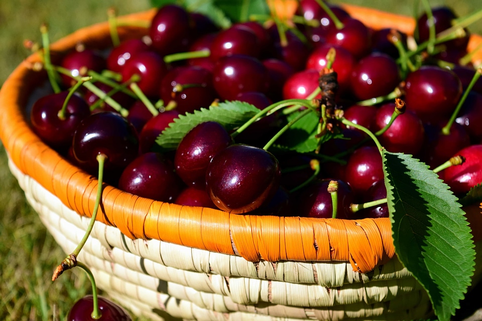 Basket beautiful photo cherry photo