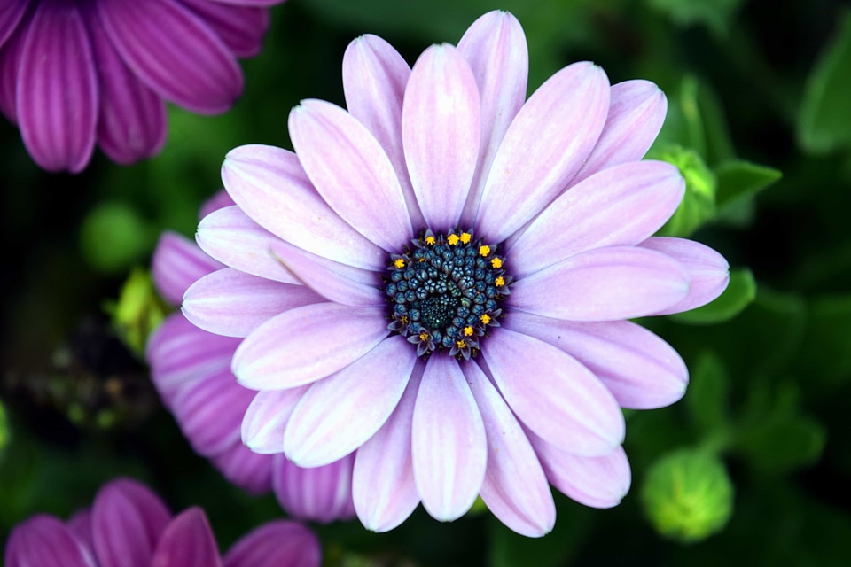Beautiful Flowers beautiful photo blooming