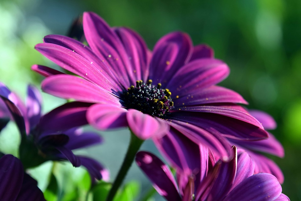 Beautiful Flowers beautiful photo blooming