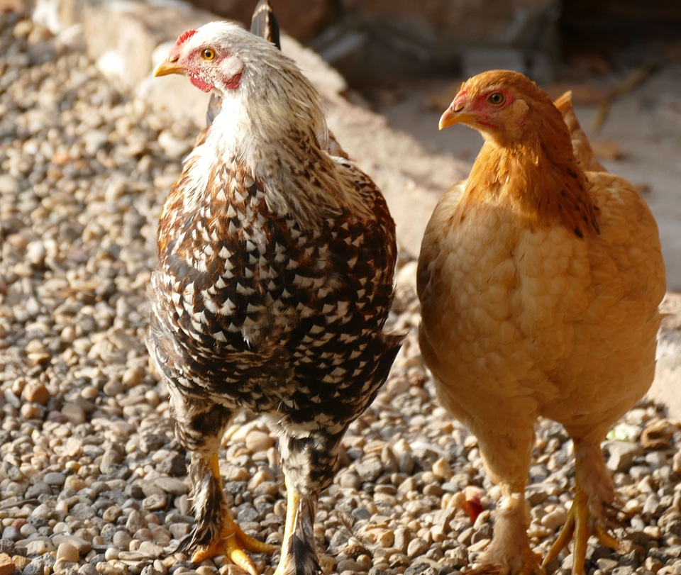 Country life hen pinnate