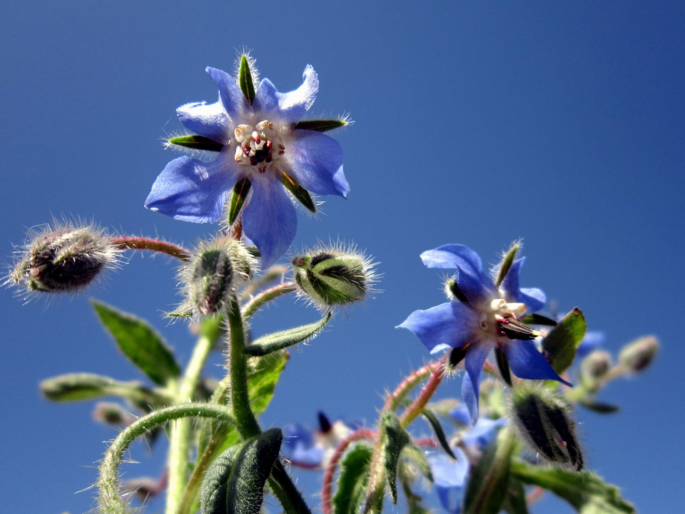Beautiful Flowers bloom blooming