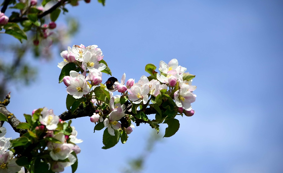 Beautiful Flowers blooming blossom photo