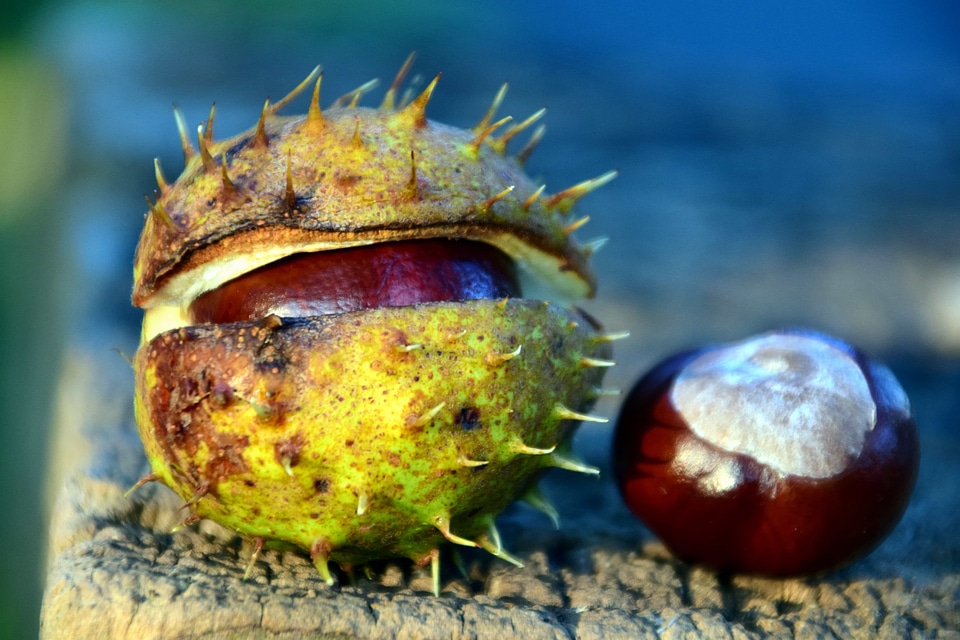 Autumn autumn season chestnut