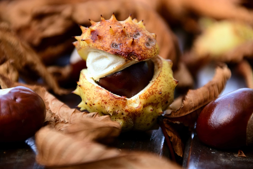 Autumn autumn season beautiful photo