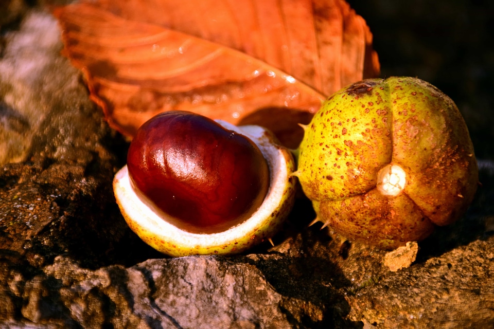 Autumn autumn season beautiful photo