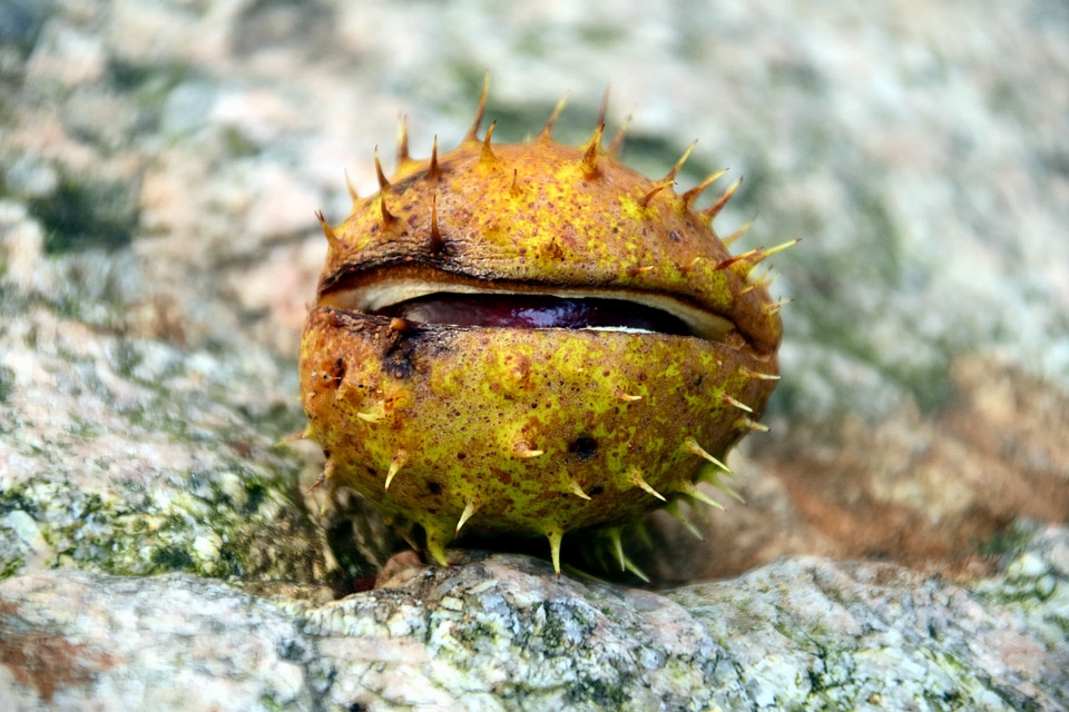 Autumn autumn season branch