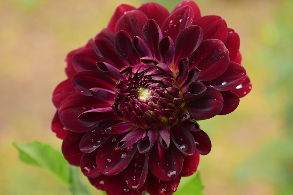 Beautiful beautiful flowers bloom