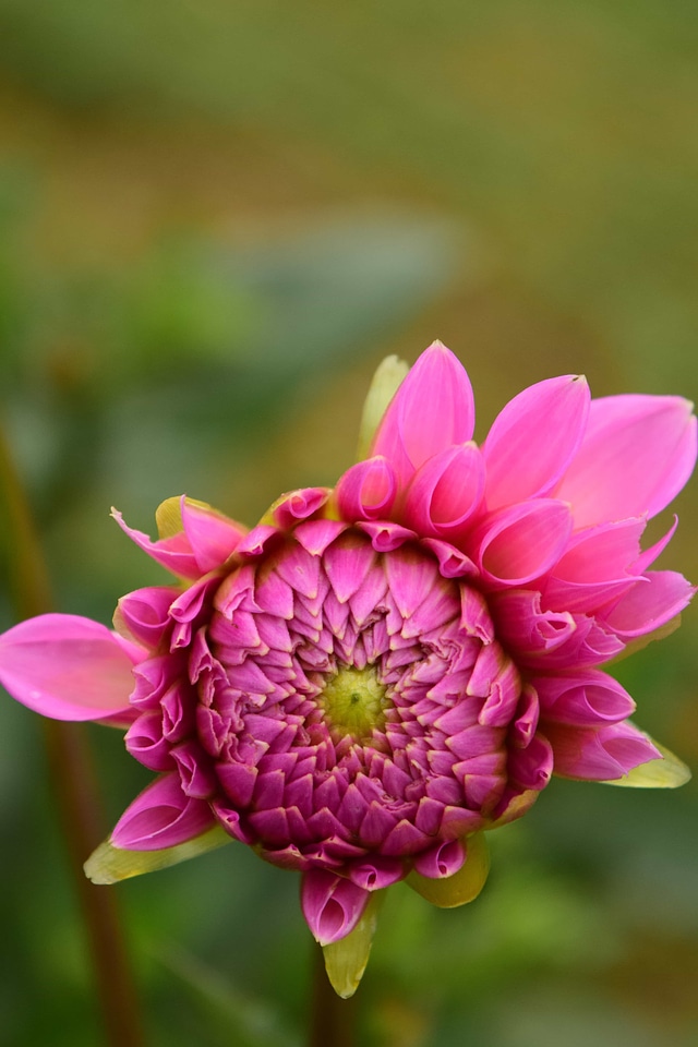 Beautiful beautiful flowers bloom photo