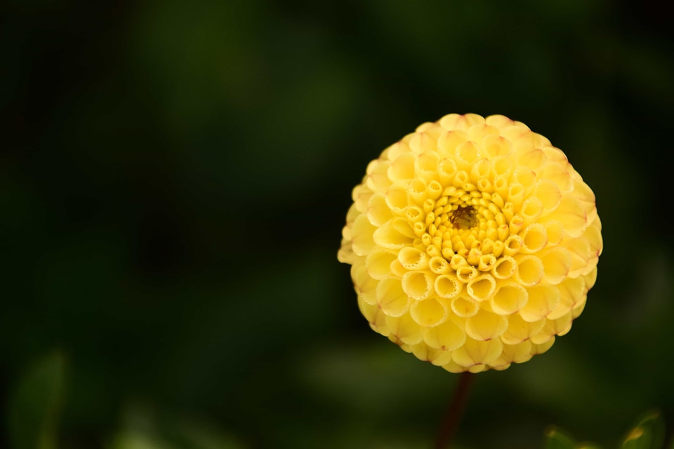 Beautiful Flowers blooming blossom