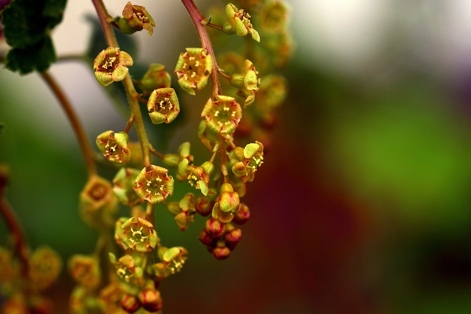 Beautiful Flowers blooming blossom