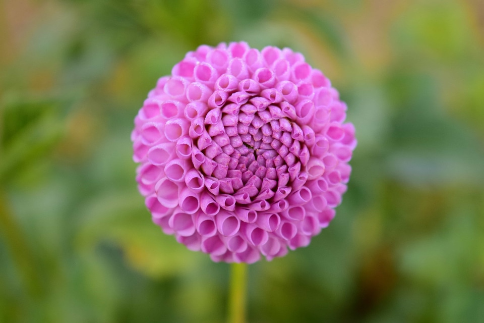 Ball beautiful beautiful flowers