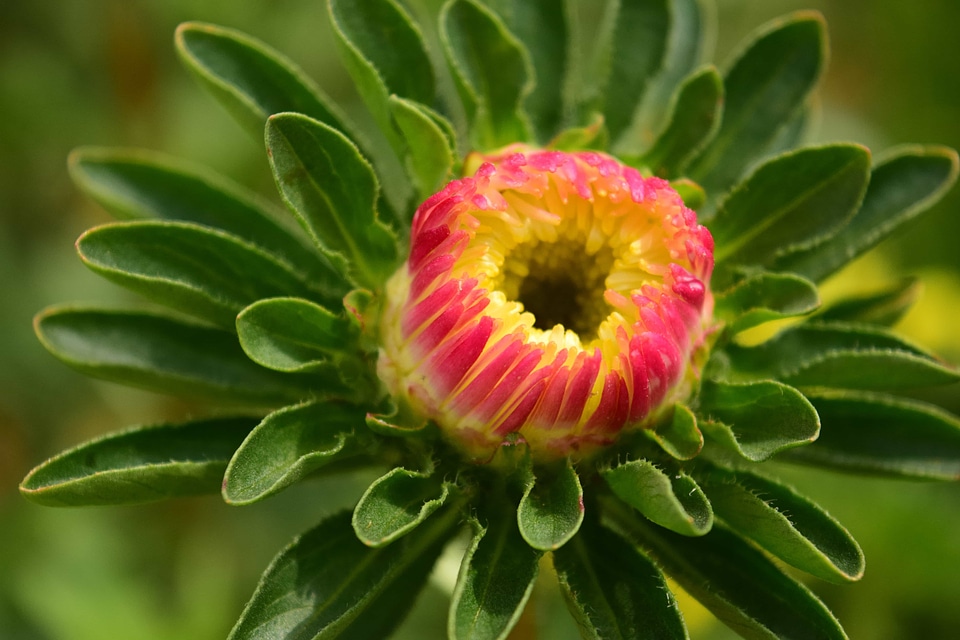 Beautiful Flowers blooming blossom