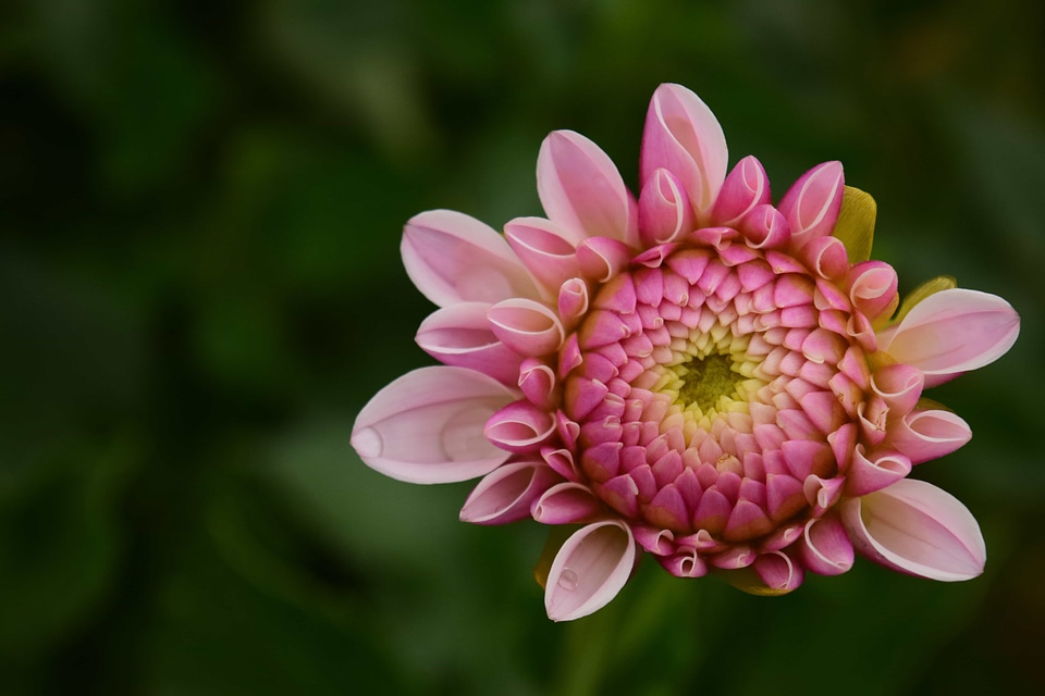 Beautiful beautiful flowers beautiful photo