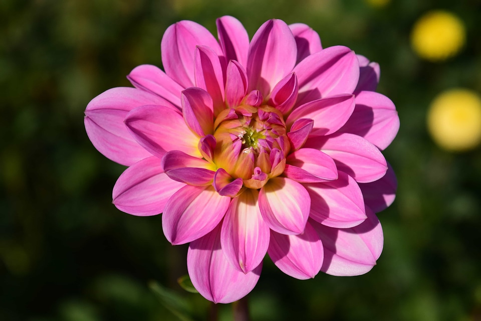 Beautiful Flowers blooming blossom