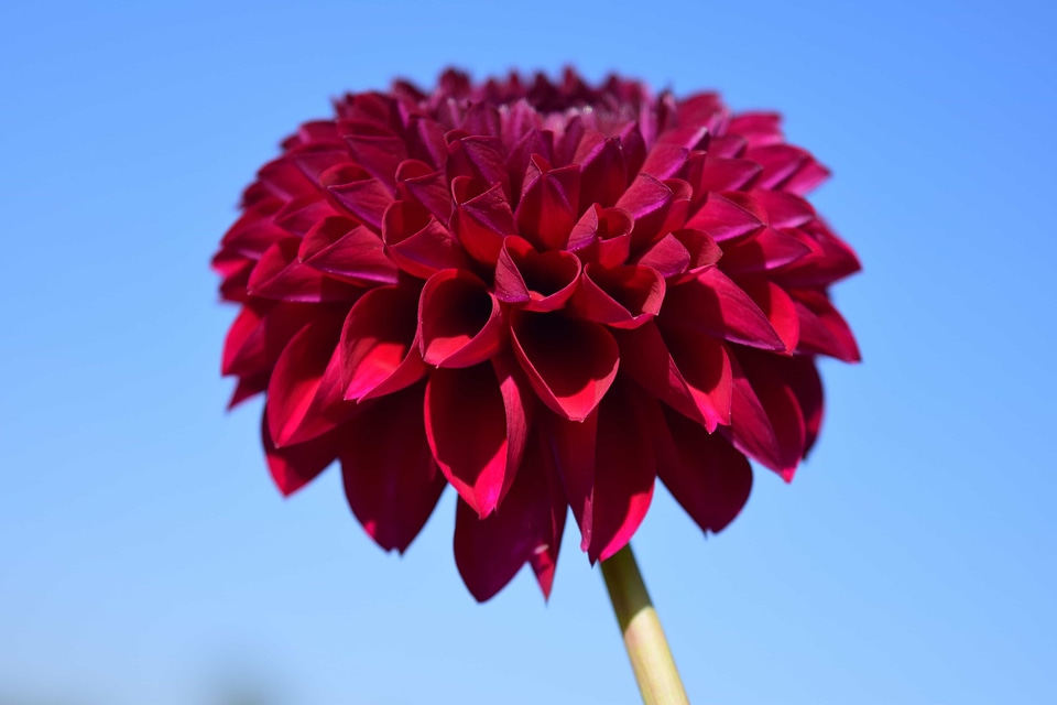 Beautiful Flowers blooming blossom