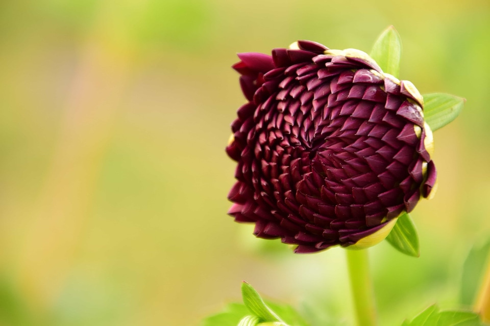 Beautiful Flowers blooming blossom