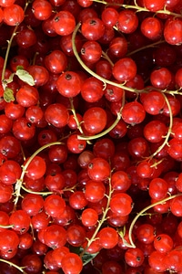Berry diet dietary photo