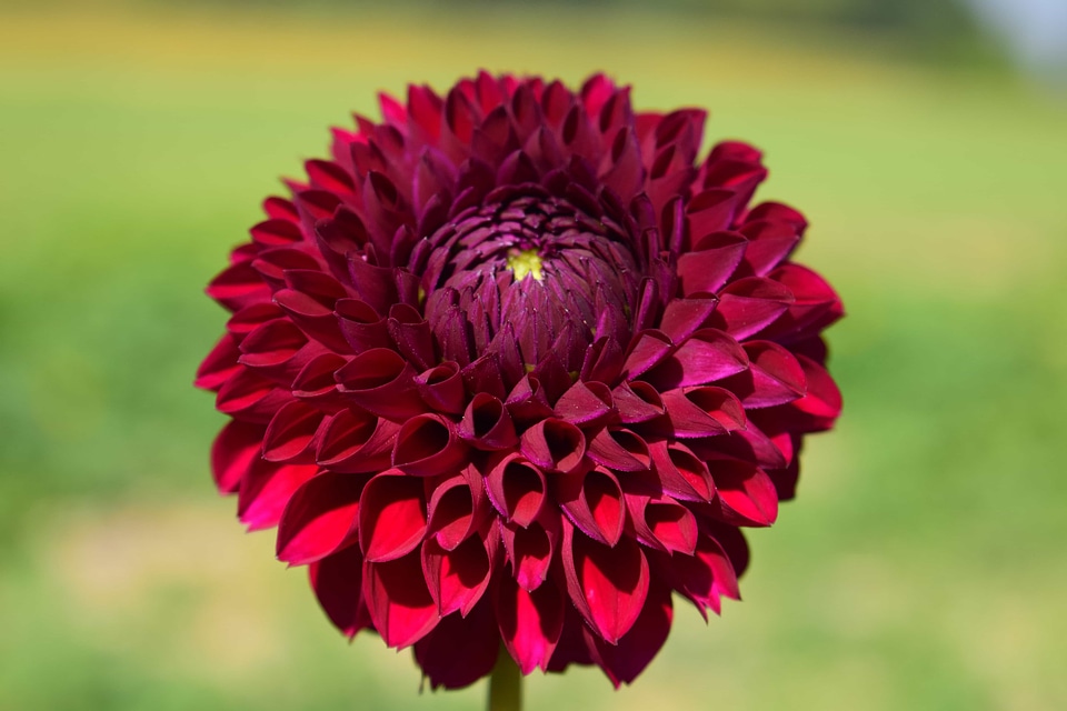 Beautiful Flowers blooming blossom