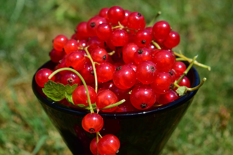 Berry currant diet