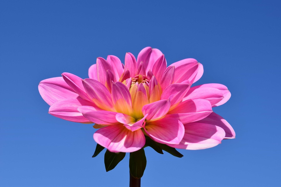 Beautiful Flowers blooming blossom