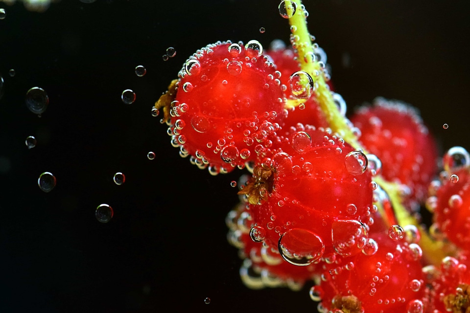 Beautiful Photo bubble currant