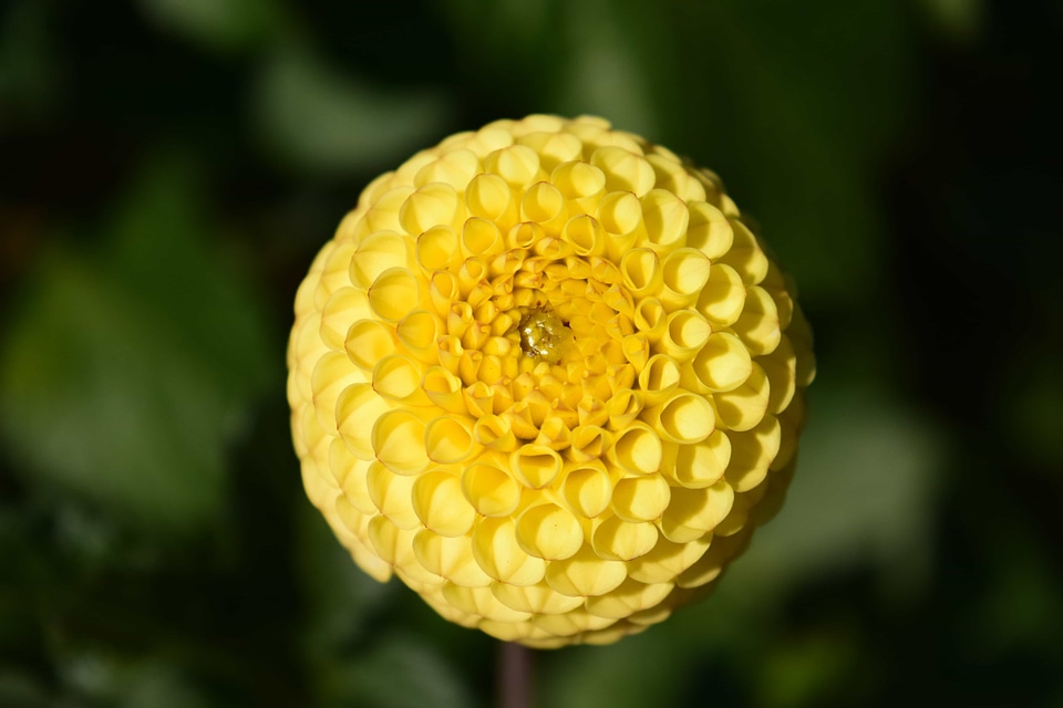 Beautiful Flowers blooming blossom