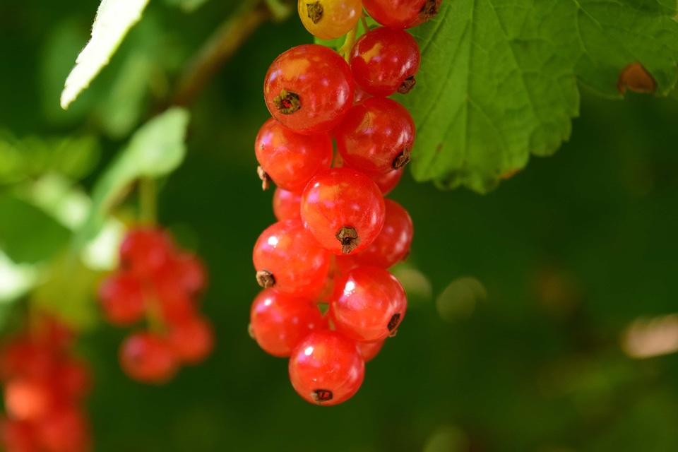 Berry currant dessert